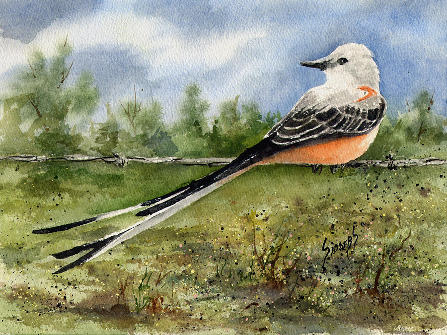 Flycatcher Painting - Scissor-Tail Flycatcher by Sam Sidders