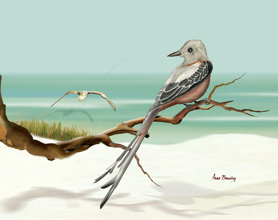 Scissor Tailed Flycatcher Painting by Anne Beverley-Stamps