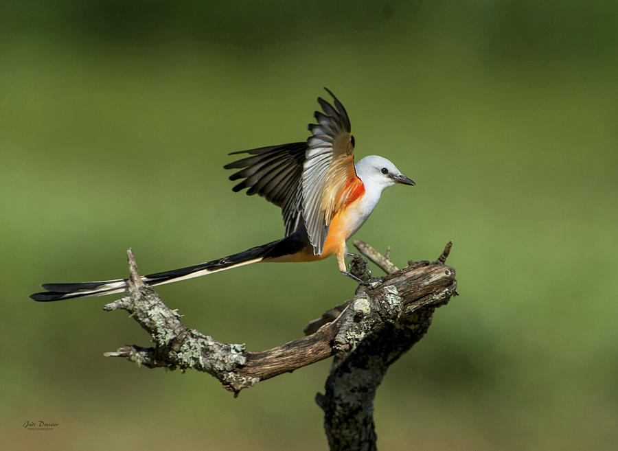 Scissor-tailed Flycatcher Photograph by Judi Dressler