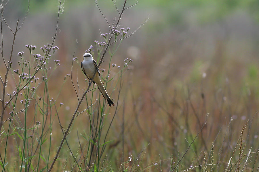 Scissor-tailed Flycatcher on Branch Photograph by Ronnie Maum