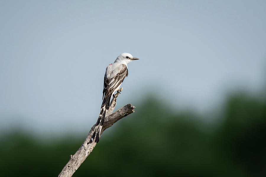 Scissor-tailed Flycatcher Out On A Limb Photograph by Debra Martz