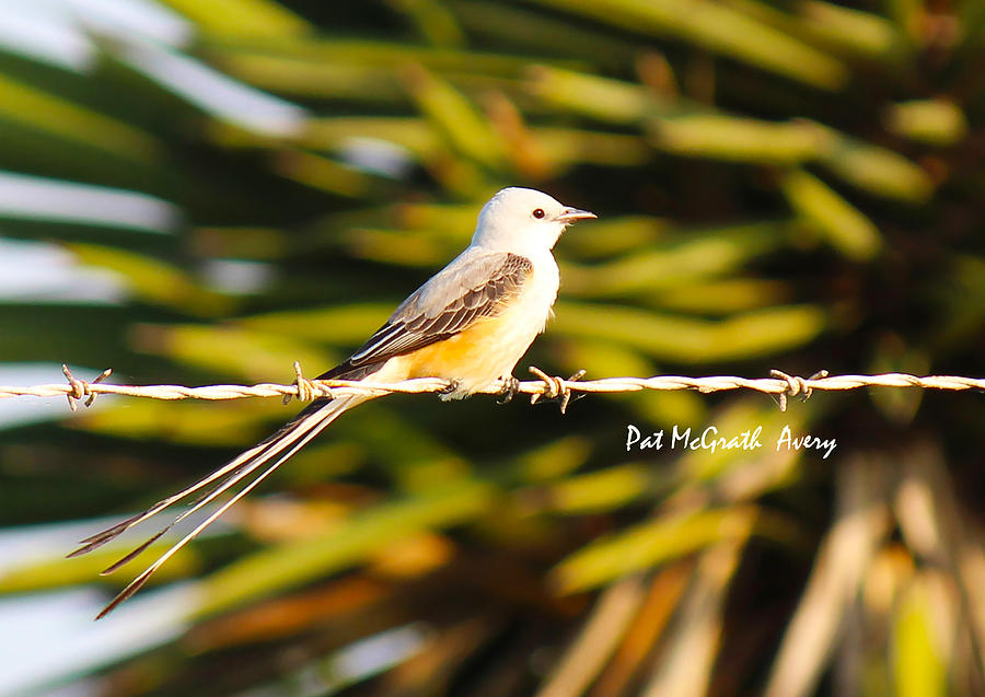 Scissor-tailed Flycatcher Photograph - Scissor-tailed Flycatcher by Pat McGrath Avery Scissor-tailed Flycatcher Photograph - Scissor-tailed Flycatcher by Pat McGrath Avery