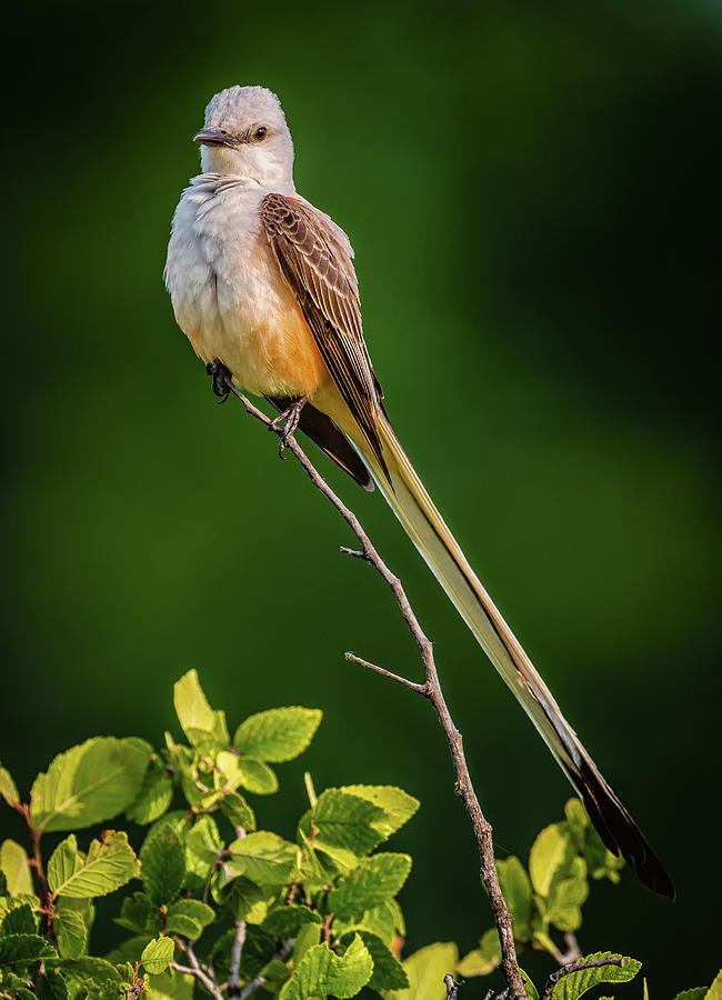 Scissor-tailed Flycatcher Portrait Photograph By Robert Hurst