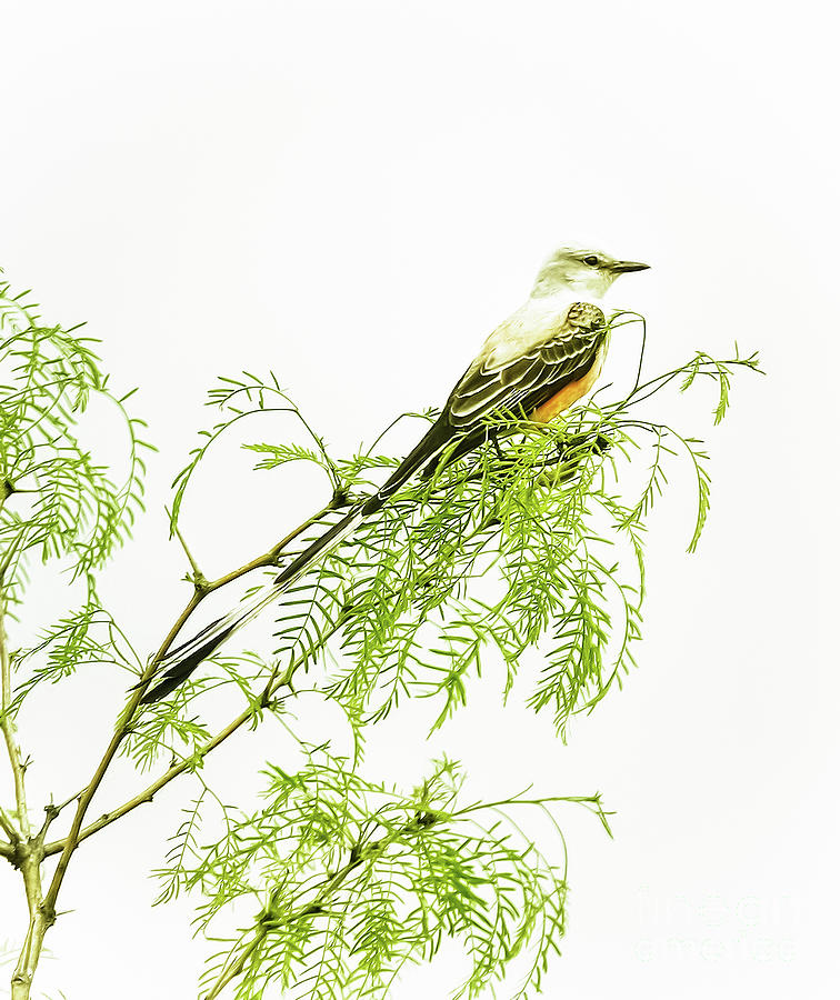 Scissortail On Mesquite Photograph by Robert Frederick