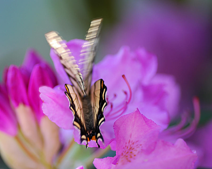 Scissorwings Photograph by Sue Capuano