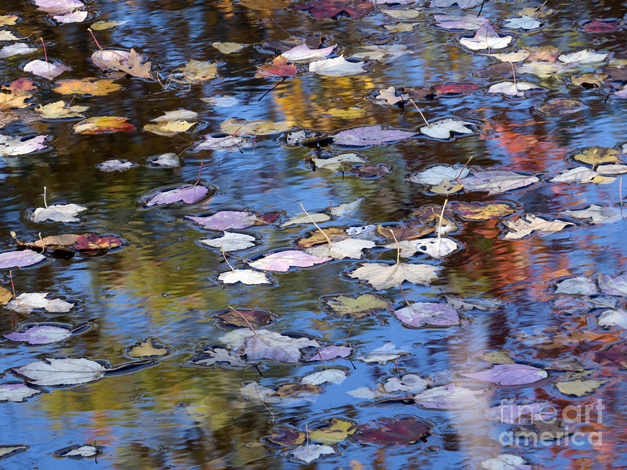 Scituate Autumn Abstract II 2015 Photograph by Lili Feinstein