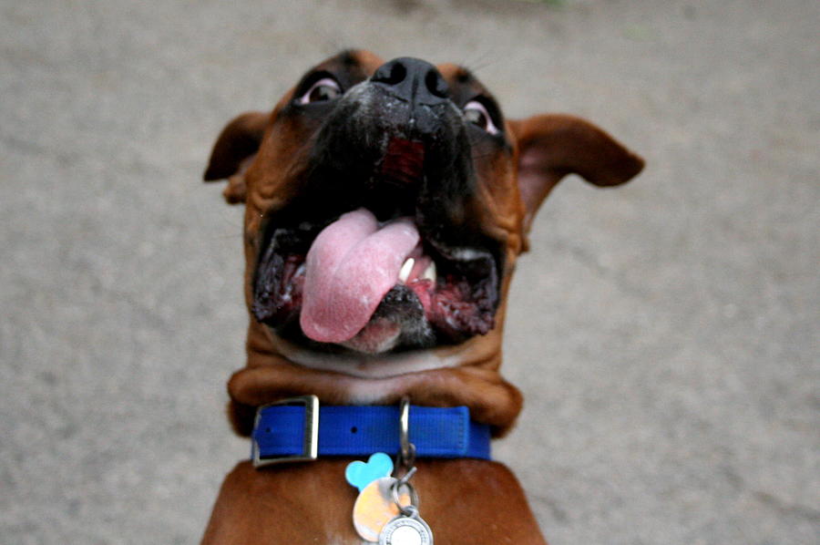 Dog Photograph - Scooby wants a snack by Jason Hochman