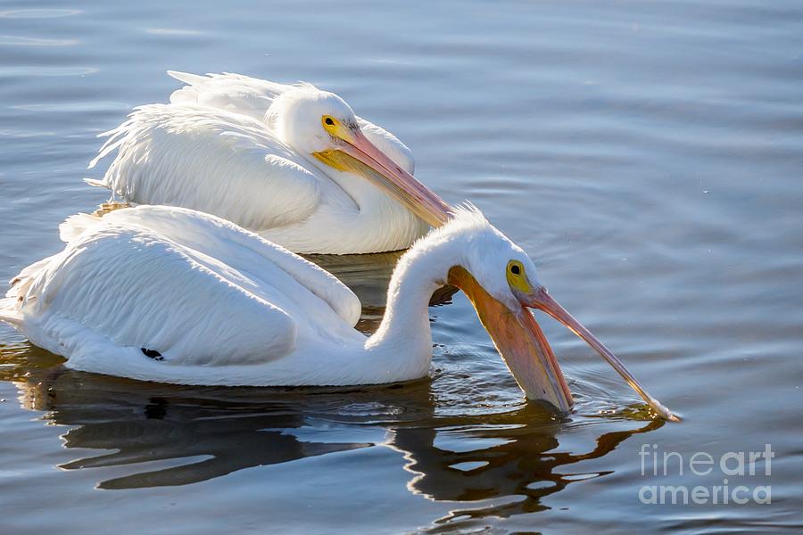 Scooping for Fish Photograph by Debra Martz