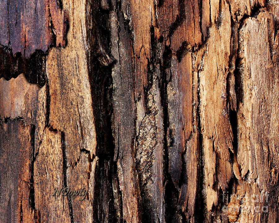 Scorched Timber Photograph by Natalie Dowty