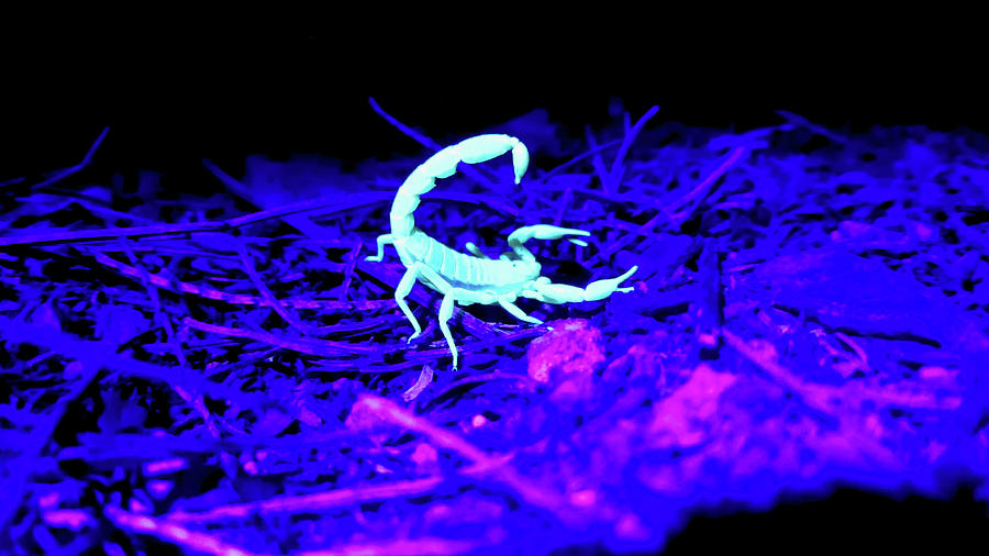 Scorpion Aglow Photograph by Gerald Voigt - Fine Art America