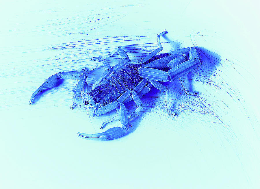 Blue Scorpion Photograph by Erich Grant