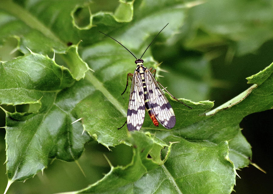 Scorpion Fly Photograph by Jeff Townsend