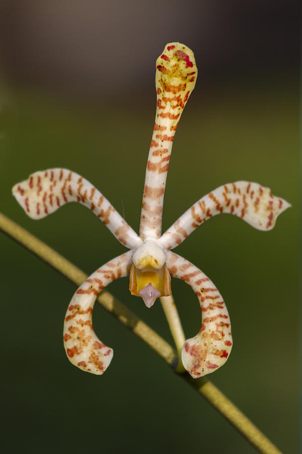 Orchid Photograph - Scorpion Orchid by Hitendra SINKAR