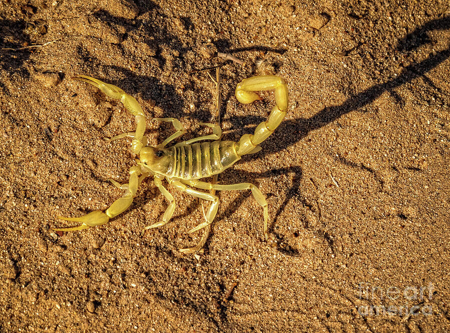 Scorpion Photograph by Robert Bales