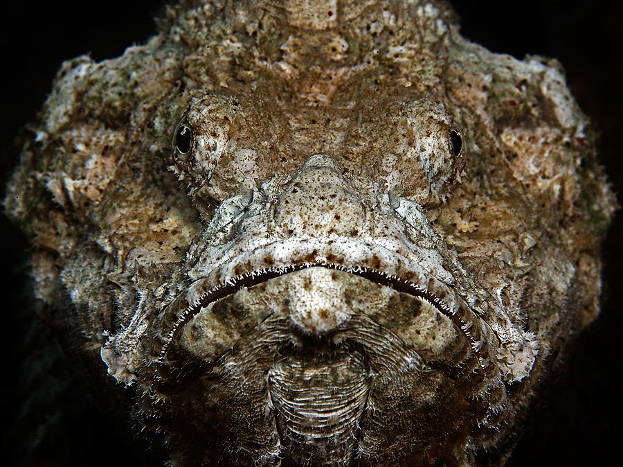 Diabolus Photograph - Scorpionfish Portrait by Henry Jager