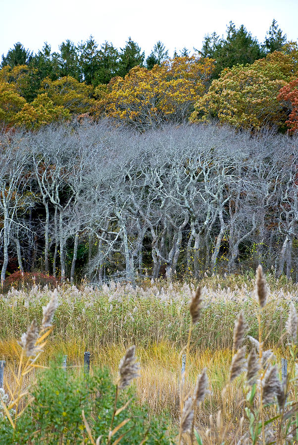 Scorton Creek Treeline Photograph by Charles Harden
