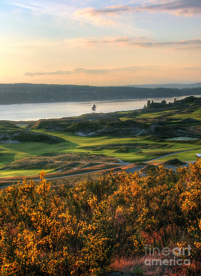 Scotch Broom -Chambers Bay Golf Course Photograph by Chris Anderson