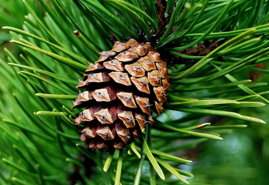 Scotch Pine Cone Photograph by Marilynne Bull