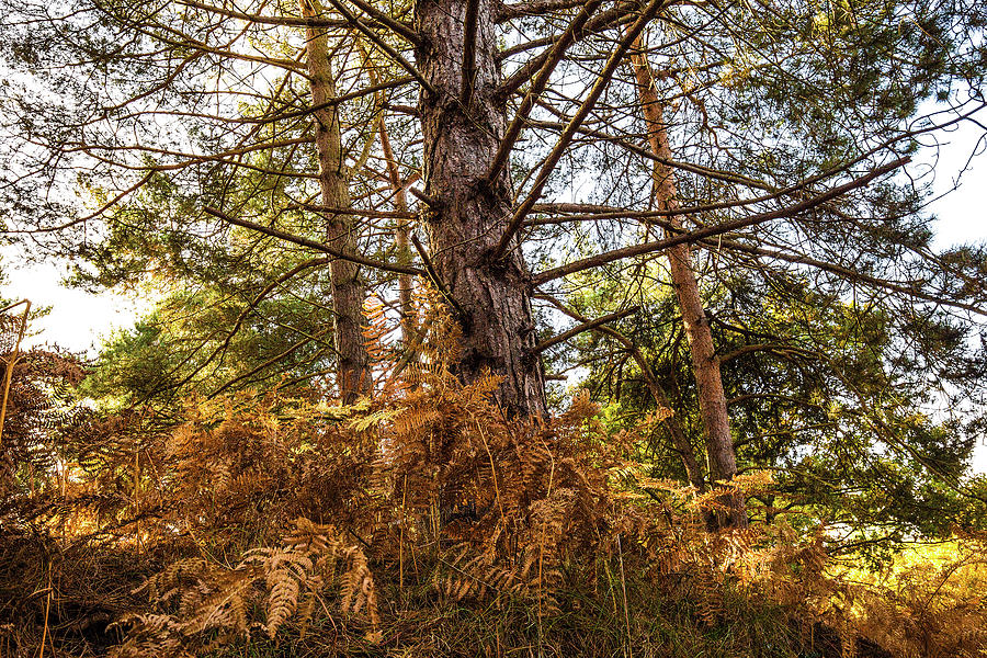Scotch Pine Photograph by Ed James