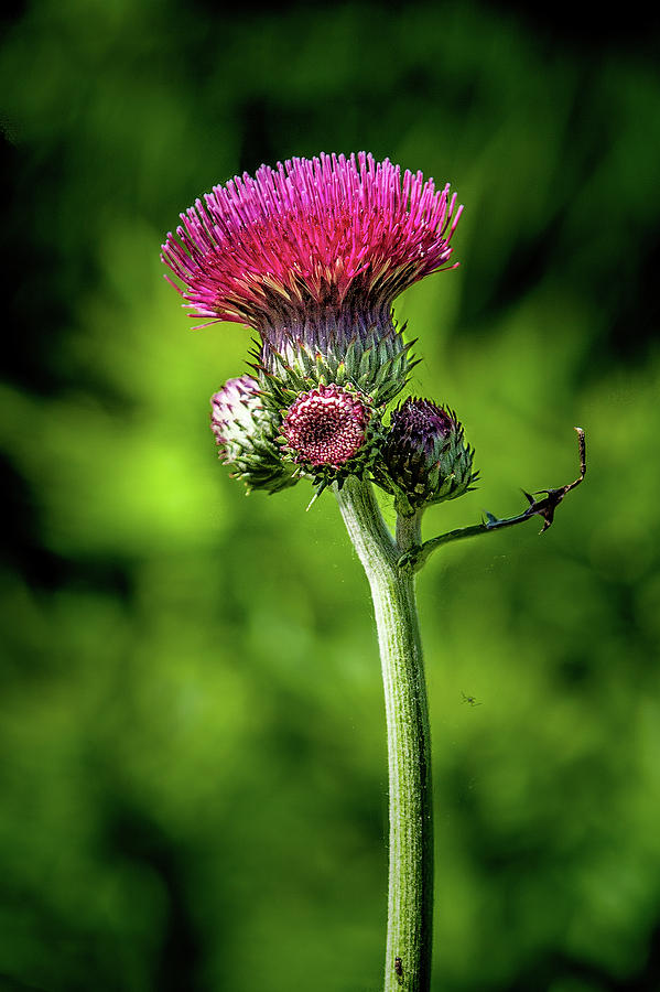 scotland flower