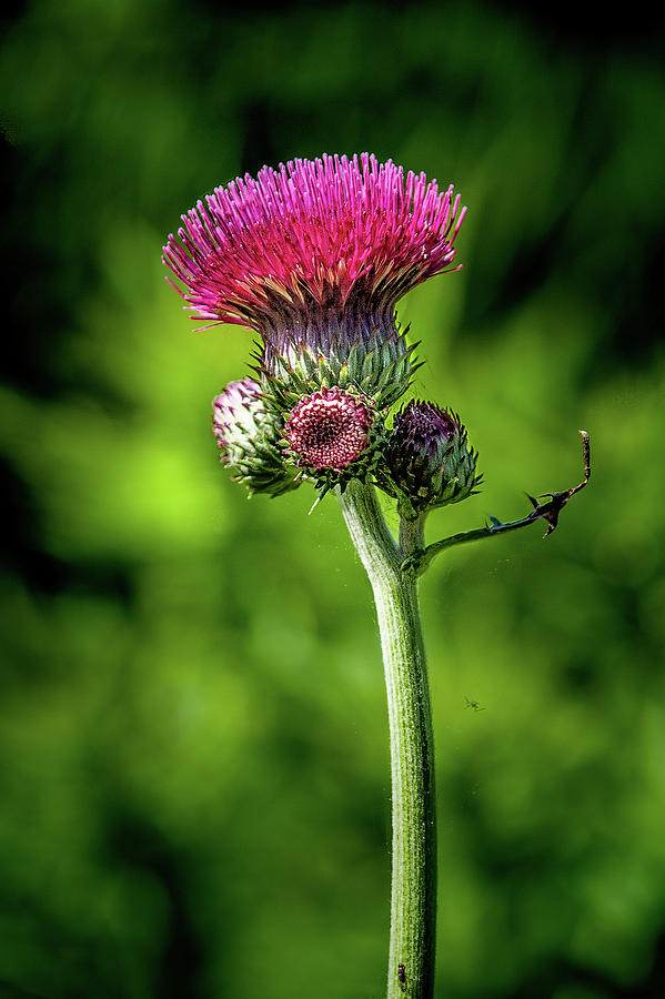 Scotlands National Flower Photograph by W Chris Fooshee