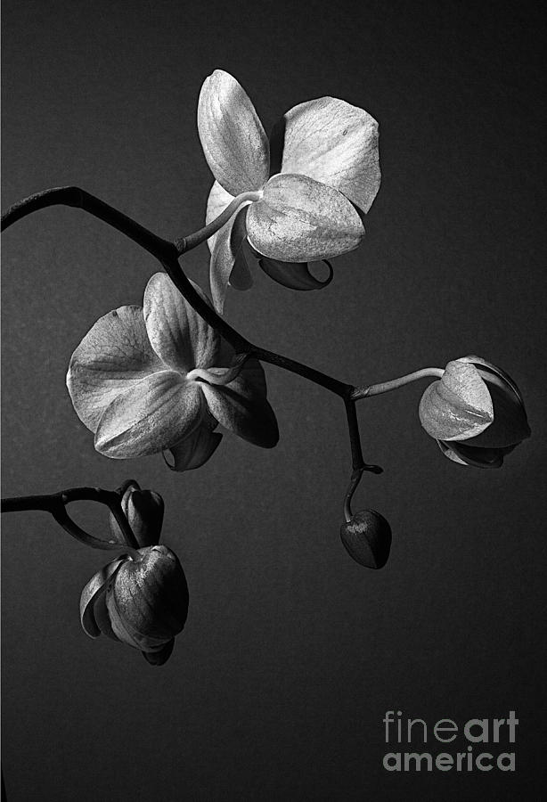 Orchid Photograph - Scotopic Vision 3 - Orchid by Pete Hellmann Orchid Photograph - Scotopic Vision 3 - Orchid by Pete Hellmann
