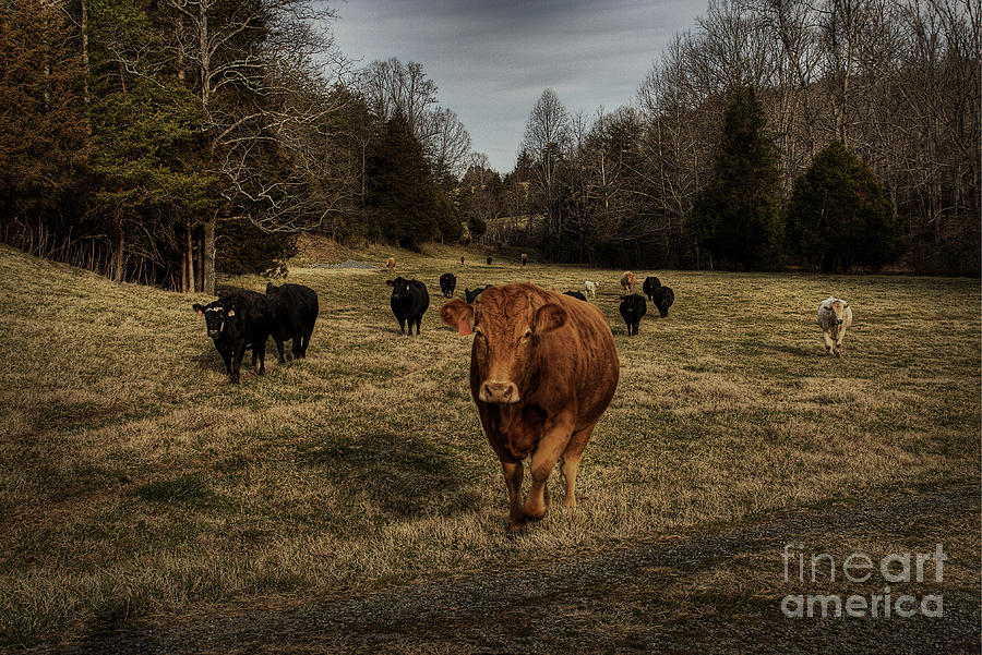 Scotopic Vision 9 - Cows Come Home by Pete Hellmann Scotopic Vision 9 - Cows Come Home by Pete Hellmann