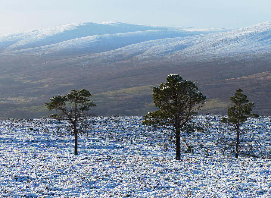 Scots Pine Trees and Hills of Cromdale - Scotland Photograph by Phil Banks