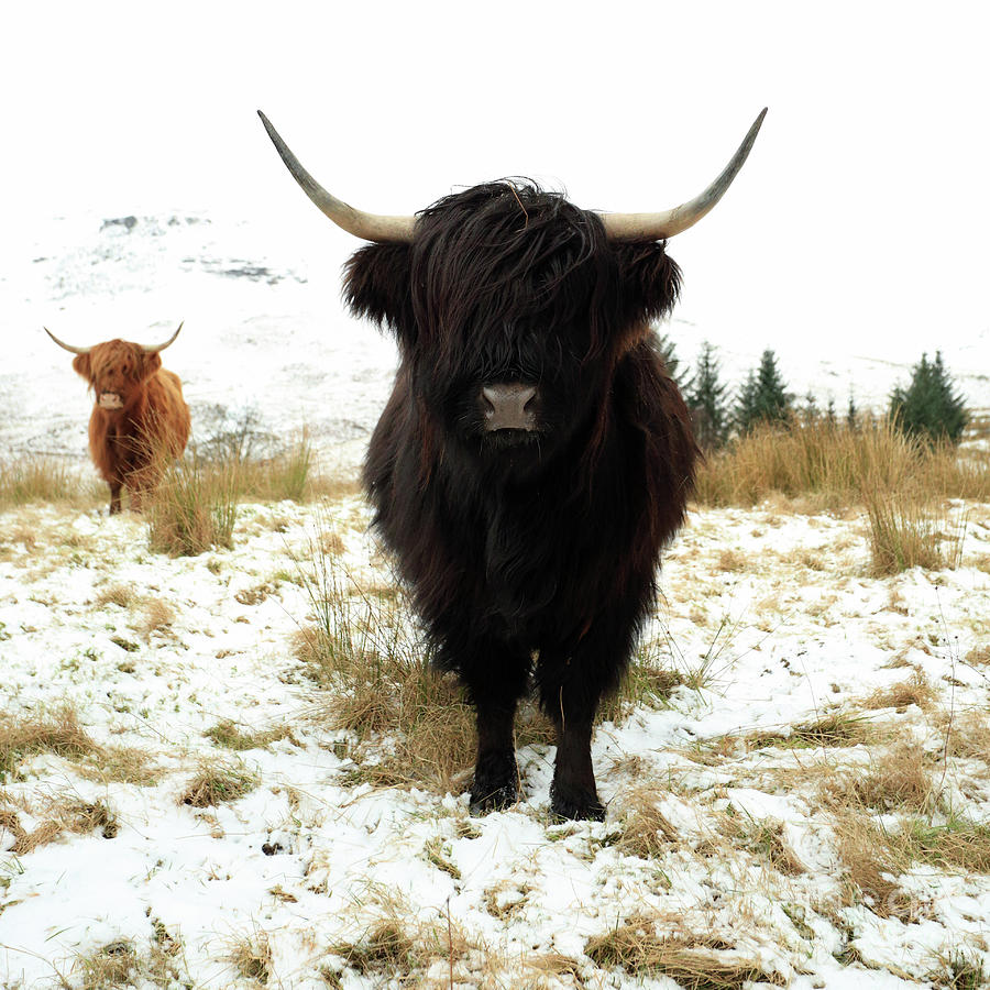 Scottish Black Highland Coo Photograph by Maria Gaellman