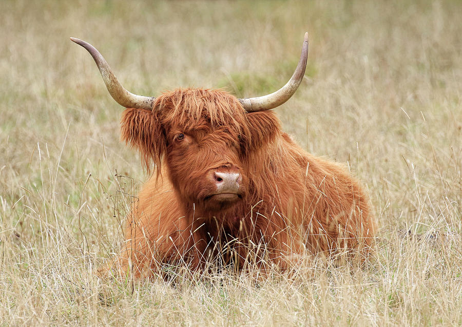 Scottish Bull at Rest Photograph by Steve McKinzie