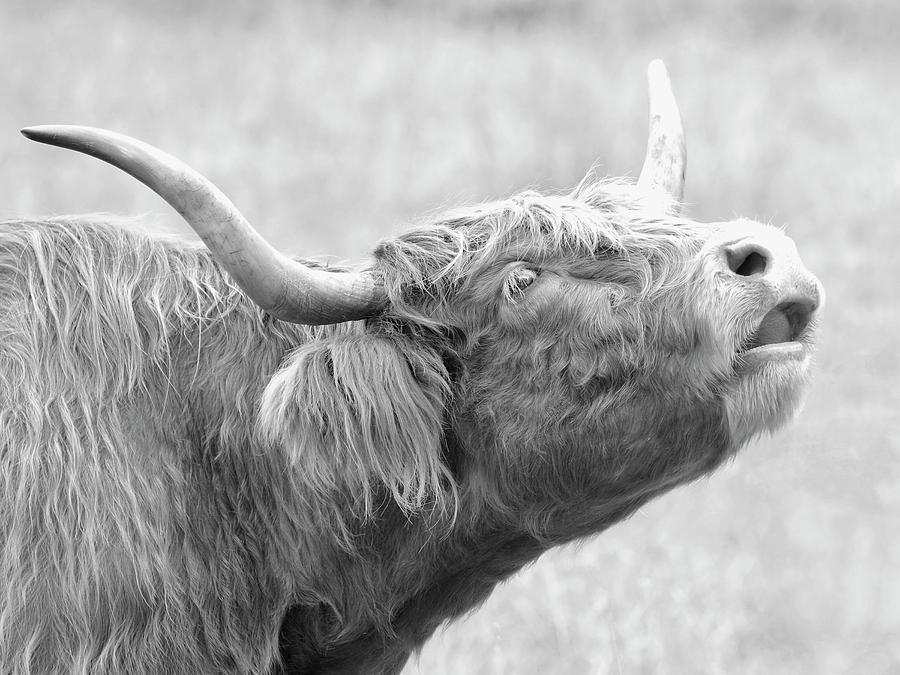 Cow Photograph - Scottish Bull Call by Steve McKinzie
