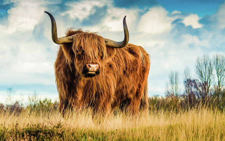 Scottish Bull On A Hill - Beautiful Animals In Nature Photograph by Wall  Art Prints - Pixels