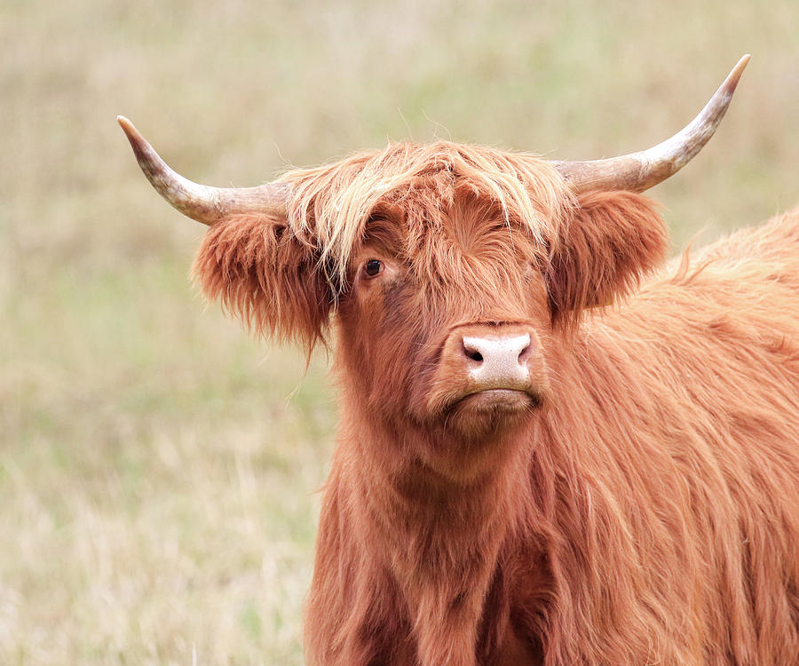 Scottish Bull Photograph by Steve McKinzie