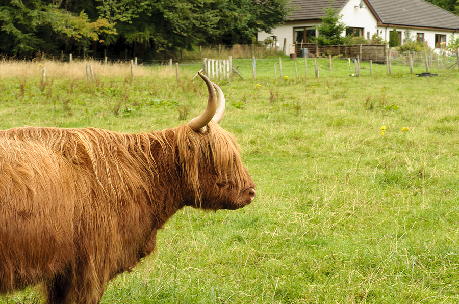 Scottish Cattle Farm Photograph by Christi Kraft