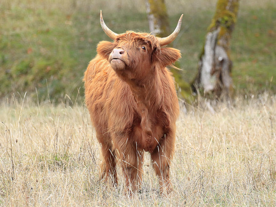Cow Photograph - Scottish Cow Pose by Steve McKinzie