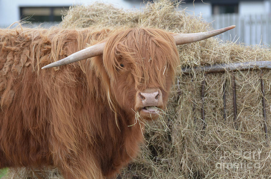 Scottish Farm With A Highland Cow Eating Hay Photograph By Dejavu Designs