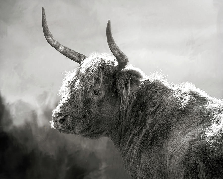 Scottish Highland B - W Photograph by Wes and Dotty Weber