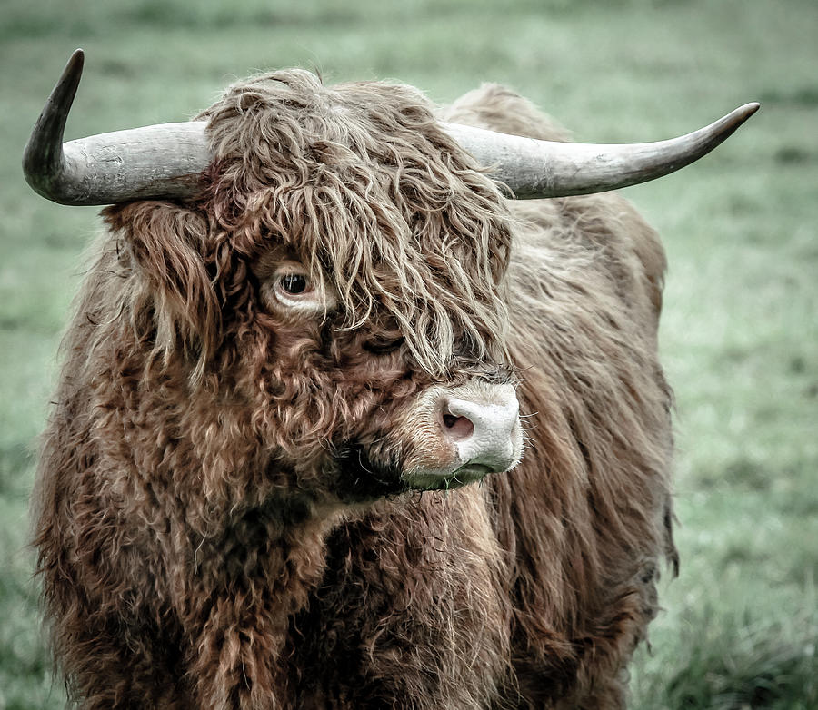 Scottish Highland Bull Photograph by Athena Mckinzie