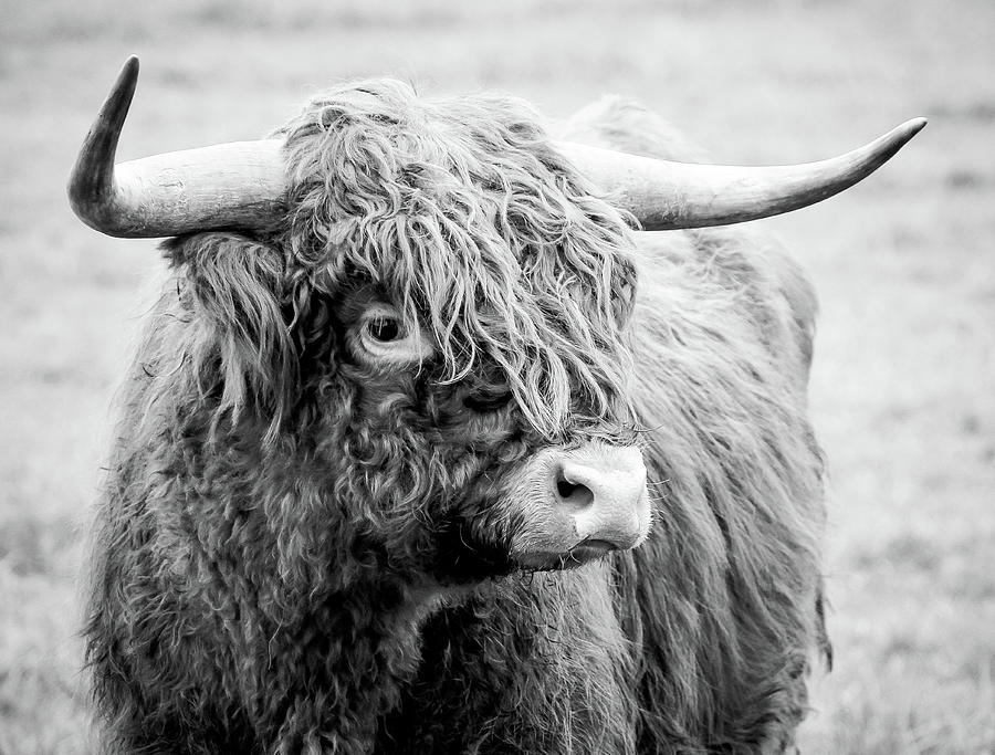 Scottish Highland Bull Bw Photograph By Athena Mckinzie