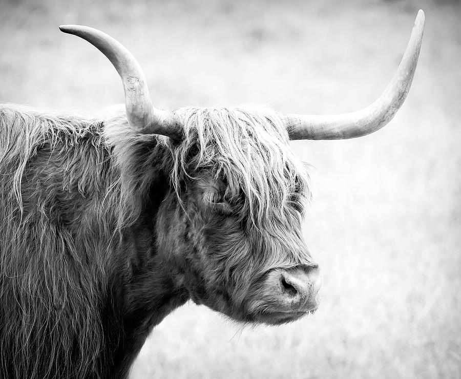 Scottish Highland Bull BW II Photograph by Athena Mckinzie - Fine Art ...