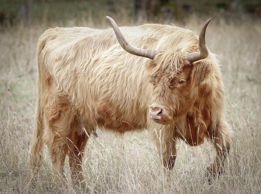Scottish Highland Bull I Photograph by Athena Mckinzie