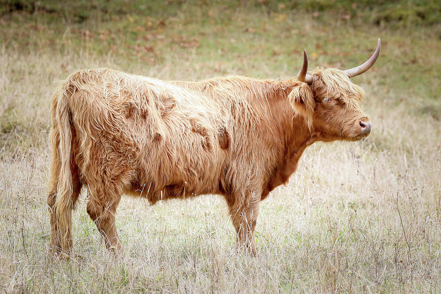 Scottish Highland Bull II Photograph by Athena Mckinzie