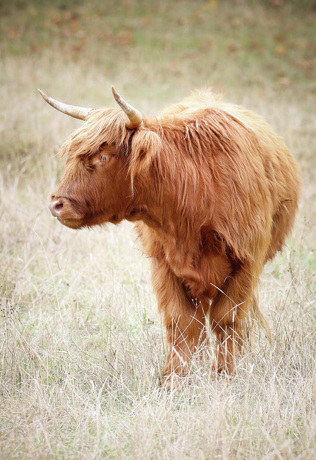 Scottish Highland Bull III Photograph by Athena Mckinzie