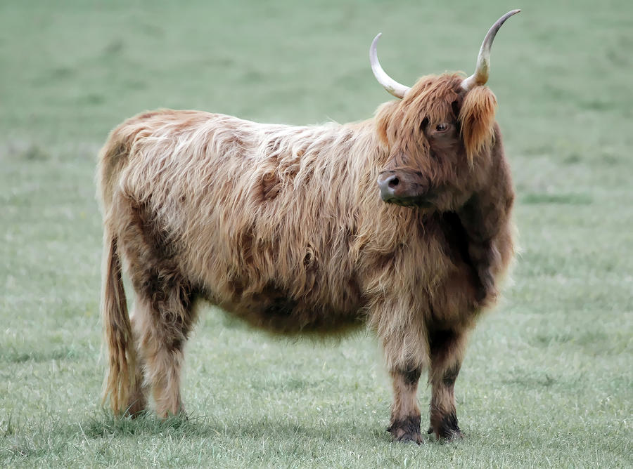 Cow Photograph - Scottish Highland Bull V by Athena Mckinzie