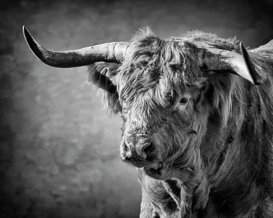 Scottish Highland Bull Photograph