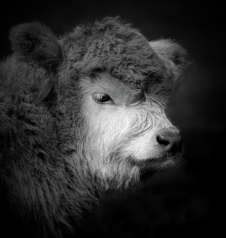 Scottish Highland Calf Portrait Photograph by Athena Mckinzie