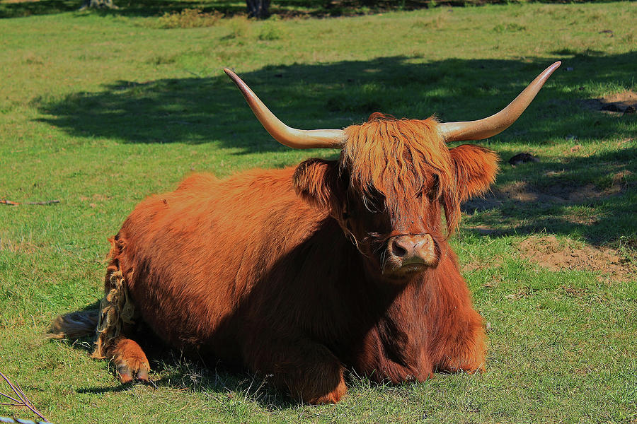 scottish highland cattle