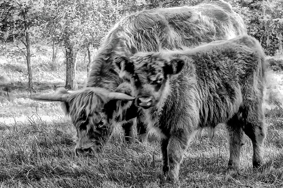 Scottish Highland Cattle black and White Photograph by Constantine Gregory