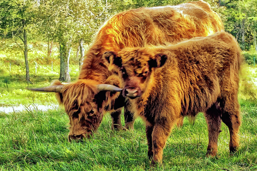 Scottish Highland Cattle  Photograph by Constantine Gregory