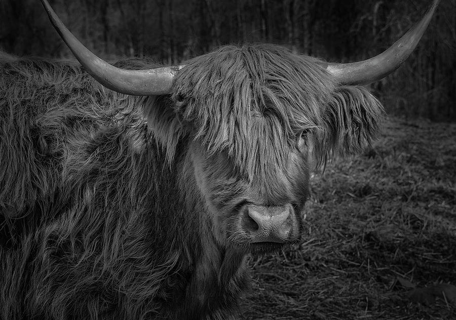Scottish Highland Cattle Monochrome Photograph by Phil Cardamone